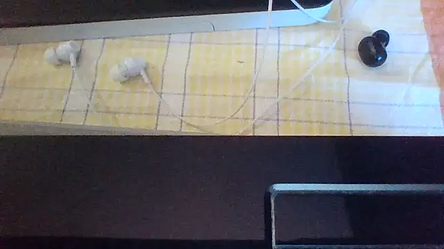 st206boy webcam