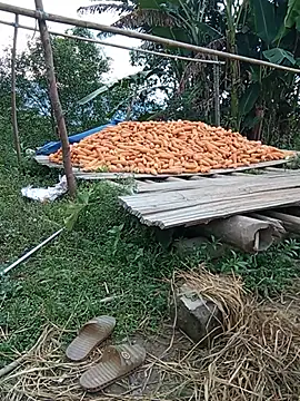 tuyet-nhi Live Web Cam Show