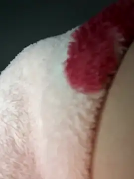 chi-cock