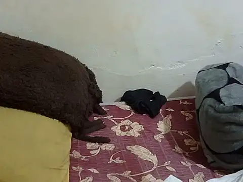 Sexxy_dollie2 webcam