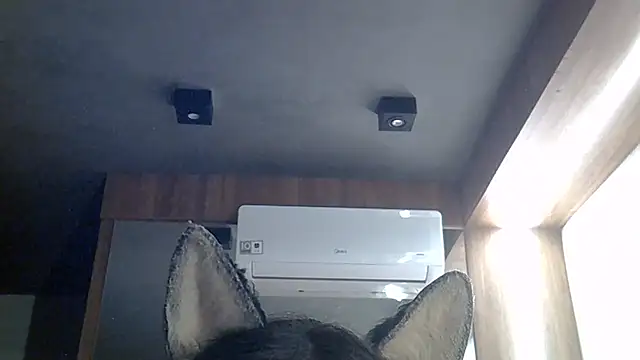 SkinnyKitten's room
