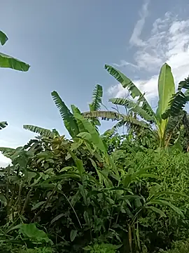 Hoa-tuylip