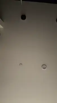 allpawgsgotoheaven webcam