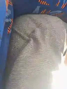 -stray-cat- live cam