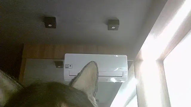 SkinnyKitten webcam