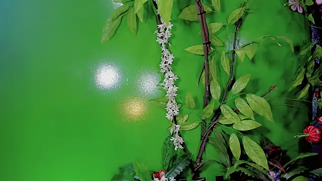 bianca_dream_ webcam