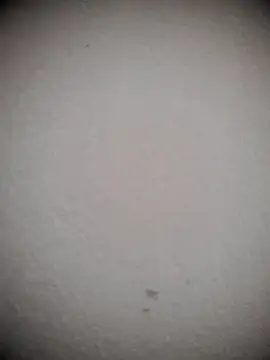 lina_loveee webcam