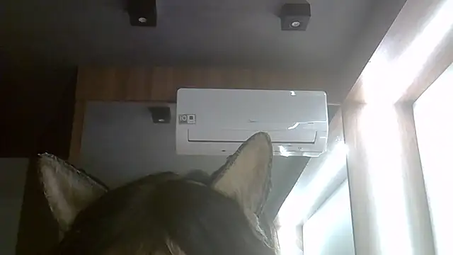 SkinnyKitten webcam