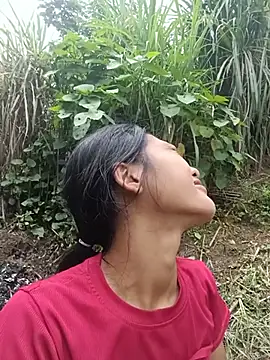 Hoa-tuylip webcam