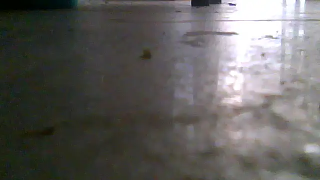 SirFrankonde webcam