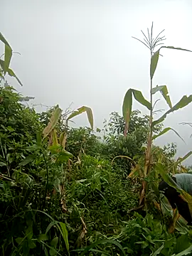 nangmo webcam