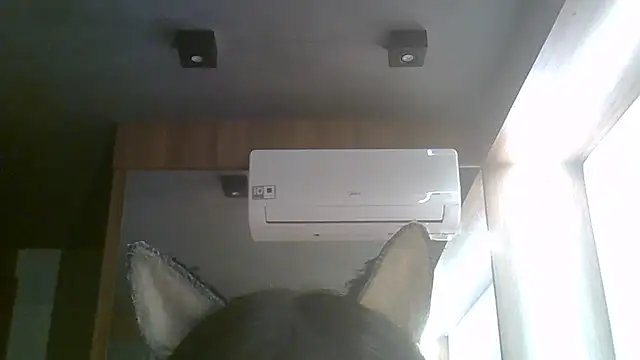 SkinnyKitten webcam