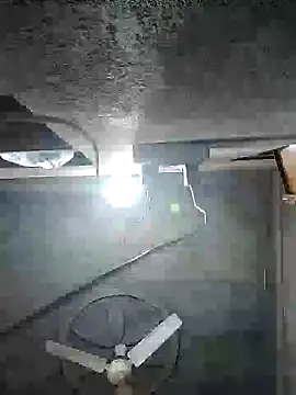 Loomaraj webcam