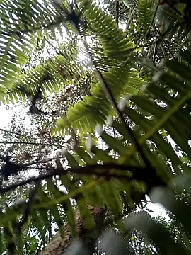 Hairy Cam