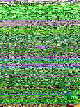 speddy34 webcam