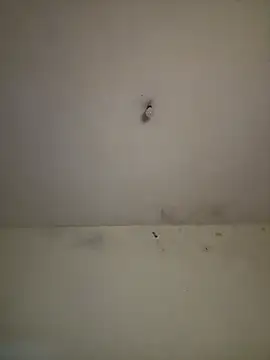 arabayla webcam