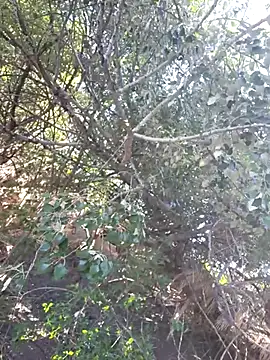 415cali925 webcam