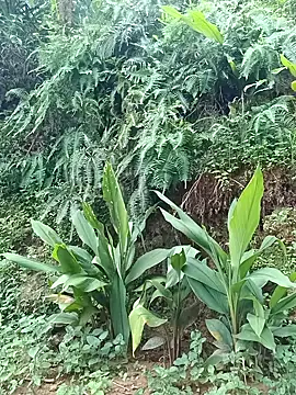 Hoa-tuylip