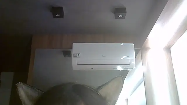 SkinnyKitten webcam