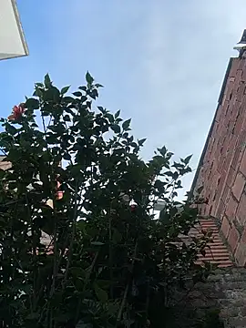 emily_gomezz (F young) - Lush in ass +control 5 min