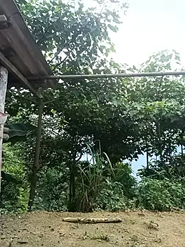 Hoa-tuylip webcam