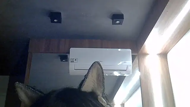 SkinnyKitten webcam