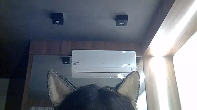 SkinnyKitten webcam