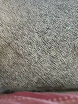 Sexyfemm_ webcam