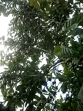 Lina_990 webcam