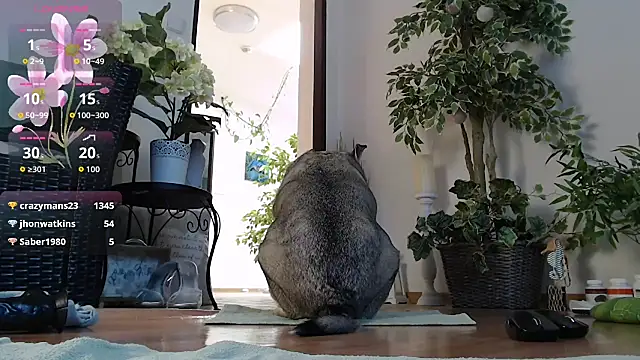 Squirtmania webcam