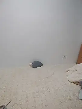 HSU8HSU webcam
