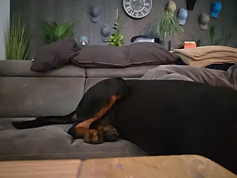 Ruffman79 webcam