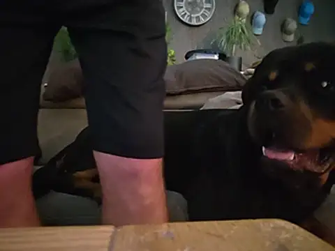 Ruffman79 live cam on StripChat