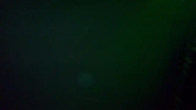 the_dog_lian webcam