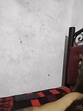 salimbasha webcam