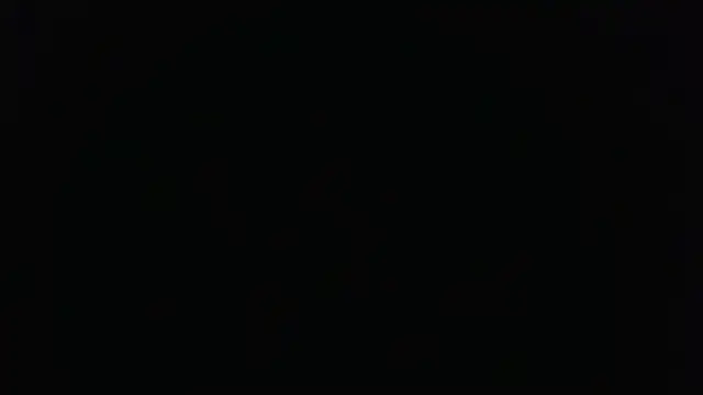 novilho18piroc webcam