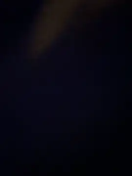Cat2525 webcam