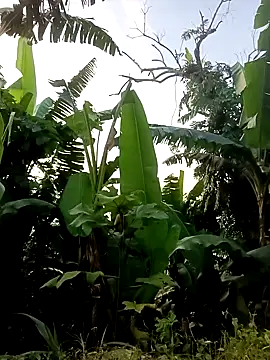Hoa-tuylip live cam