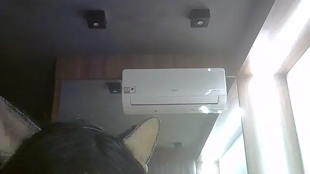 SkinnyKitten webcam