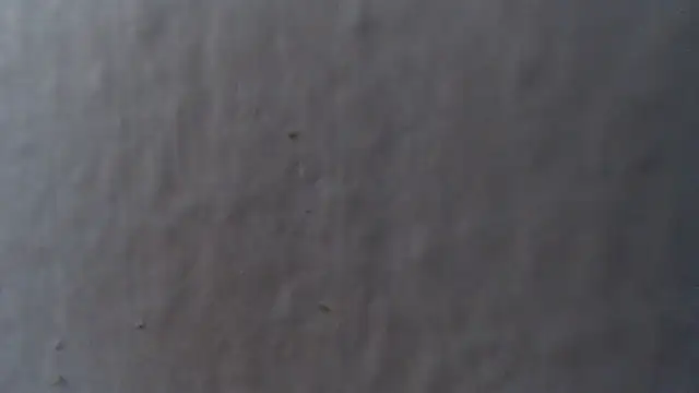 alexam_gal@xh webcam