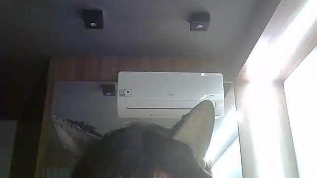 SkinnyKitten webcam