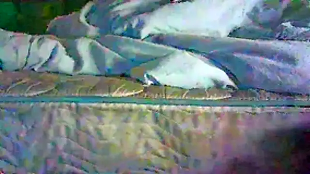 CR3M3_FIR3 webcam