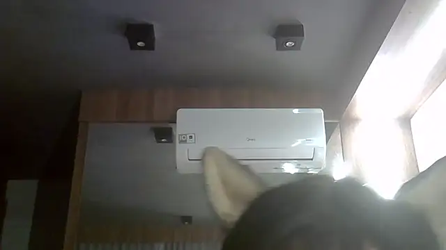 SkinnyKitten's room