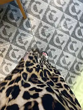 littleqiu webcam