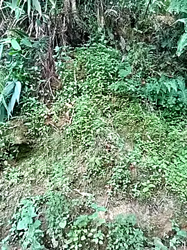 Hoa-tuylip
