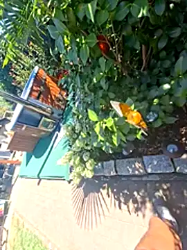 Frankyboy335 webcam