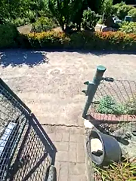 Frankyboy335 webcam