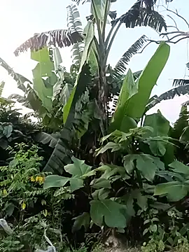 Hoa-tuylip