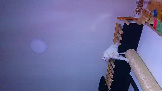 the_dog_lian