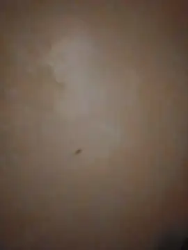 Poipoi__30 webcam